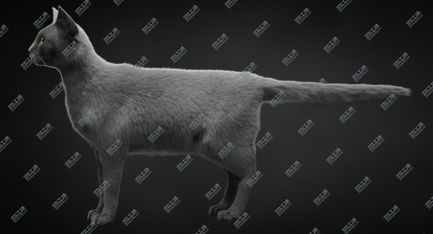 images/goods_img/202105074/Cat Grey v1 3D model/4.jpg